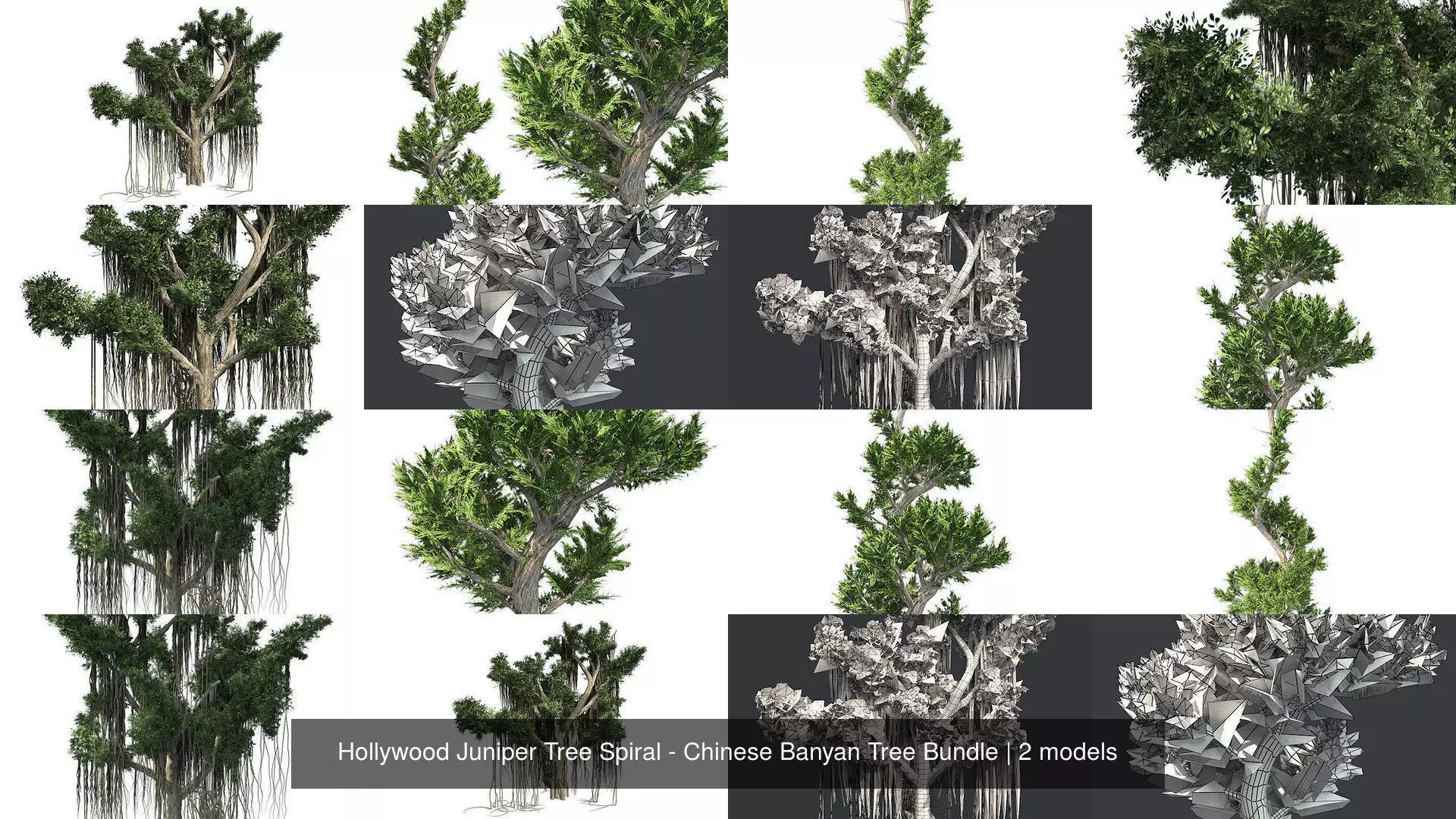 Hollywood Juniper Tree Spiral - Chinese Banyan Tree Bundle 3D Model Collection_0