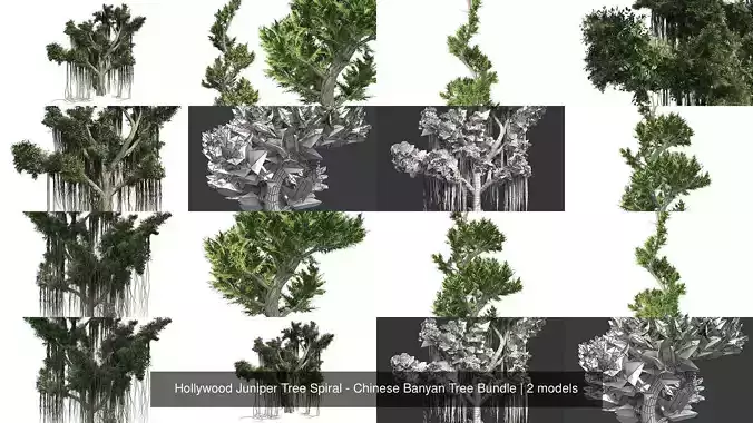 Hollywood Juniper Tree Spiral - Chinese Banyan Tree Bundle 3D Model Collection