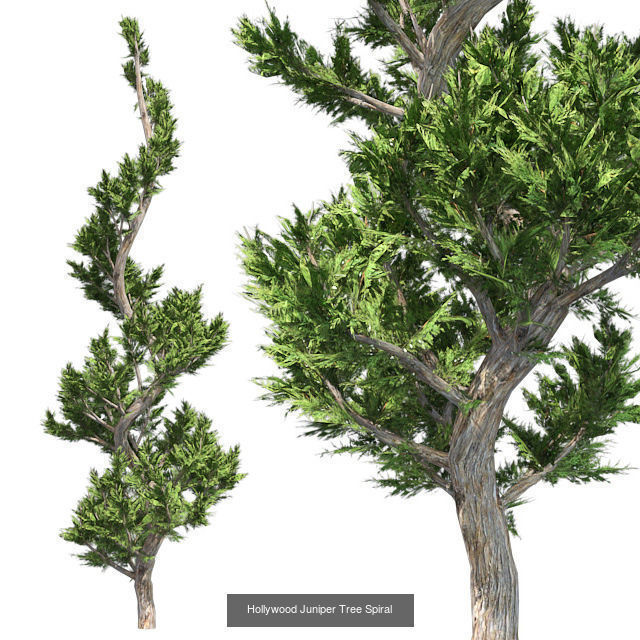 Hollywood Juniper Tree Spiral - Chinese Banyan Tree Bundle 3D Model Collection_2