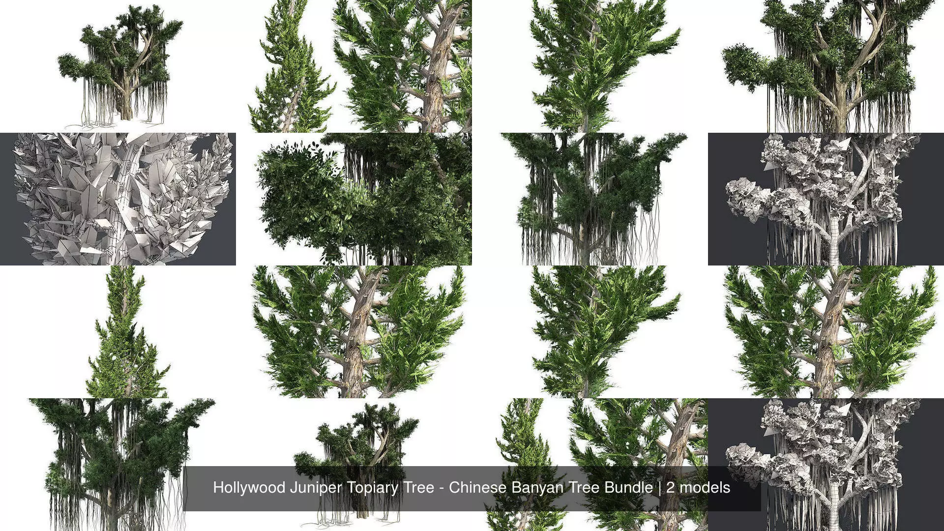 Hollywood Juniper Topiary Tree - Chinese Banyan Tree Bundle 3D Model Collection_0