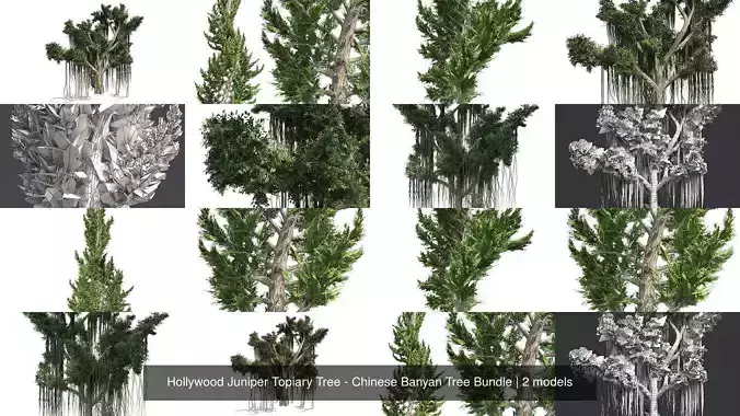 Hollywood Juniper Topiary Tree - Chinese Banyan Tree Bundle 3D Model Collection