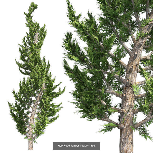 Hollywood Juniper Topiary Tree - Chinese Banyan Tree Bundle 3D Model Collection_2