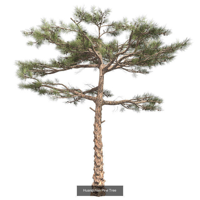 Huangshan Pine Tree - Chinese Banyan Tree Bundle 3D Model Collection_2