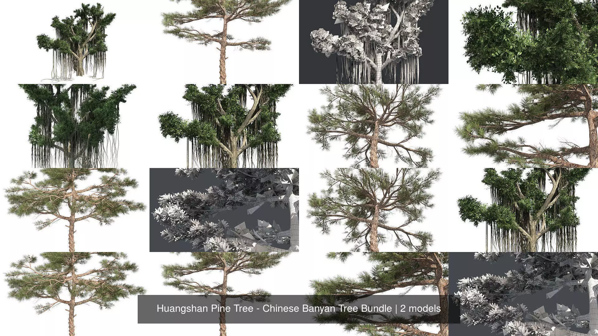 Huangshan Pine Tree - Chinese Banyan Tree Bundle 3D Model Collection_0