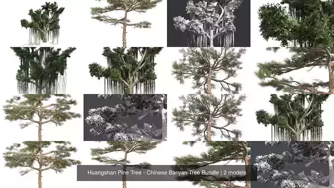 Huangshan Pine Tree - Chinese Banyan Tree Bundle 3D Model Collection Huangshan Pine Tree - Chinese Banyan Tree Bundle 3D Model Collection
