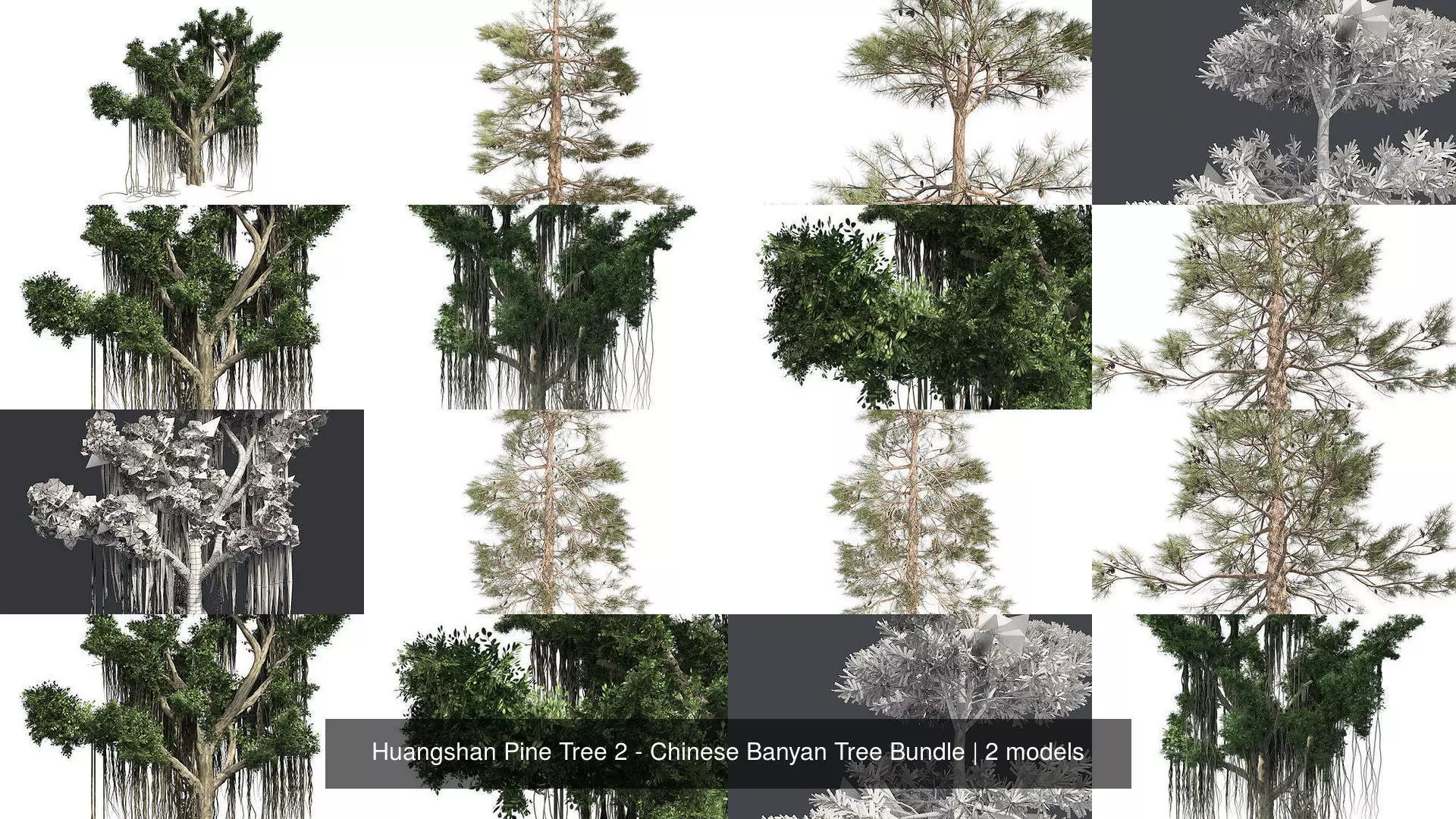 Huangshan Pine Tree 2 - Chinese Banyan Tree Bundle 3D Model Collection_0