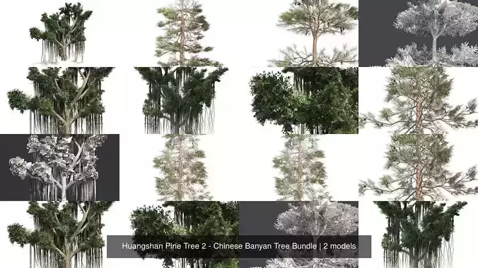 Huangshan Pine Tree 2 - Chinese Banyan Tree Bundle 3D Model Collection Huangshan Pine Tree 2 - Chinese Banyan Tree Bundle 3D Model Collection