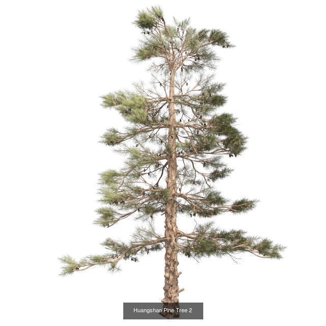Huangshan Pine Tree 2 - Chinese Banyan Tree Bundle 3D Model Collection_2
