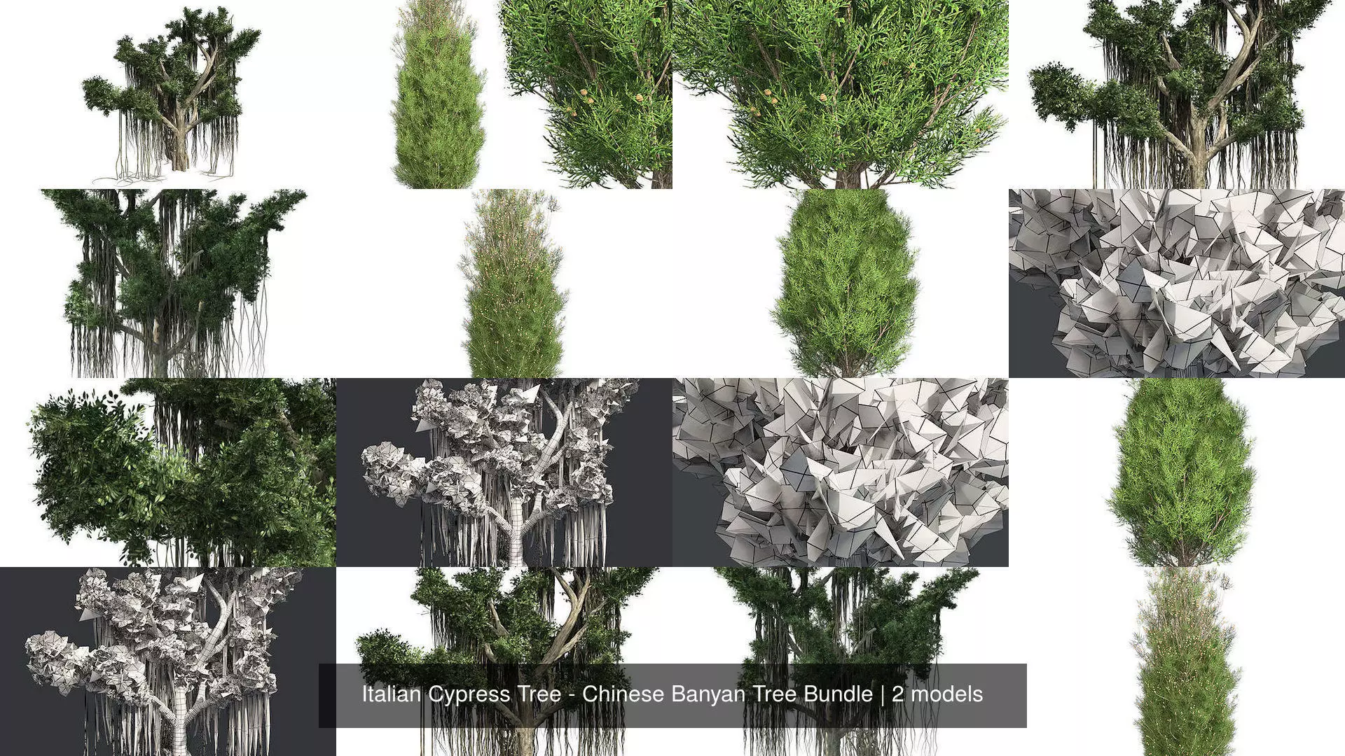 Italian Cypress Tree - Chinese Banyan Tree Bundle 3D Model Collection_0