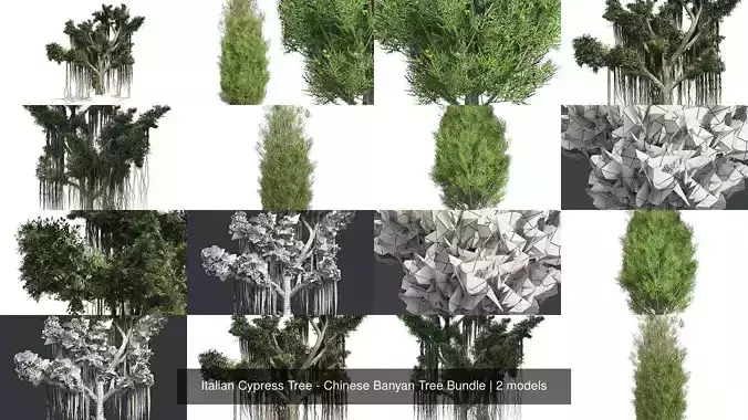 Italian Cypress Tree - Chinese Banyan Tree Bundle 3D Model Collection