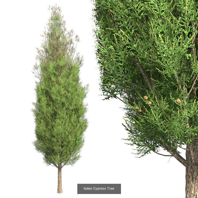 Italian Cypress Tree - Chinese Banyan Tree Bundle 3D Model Collection_2