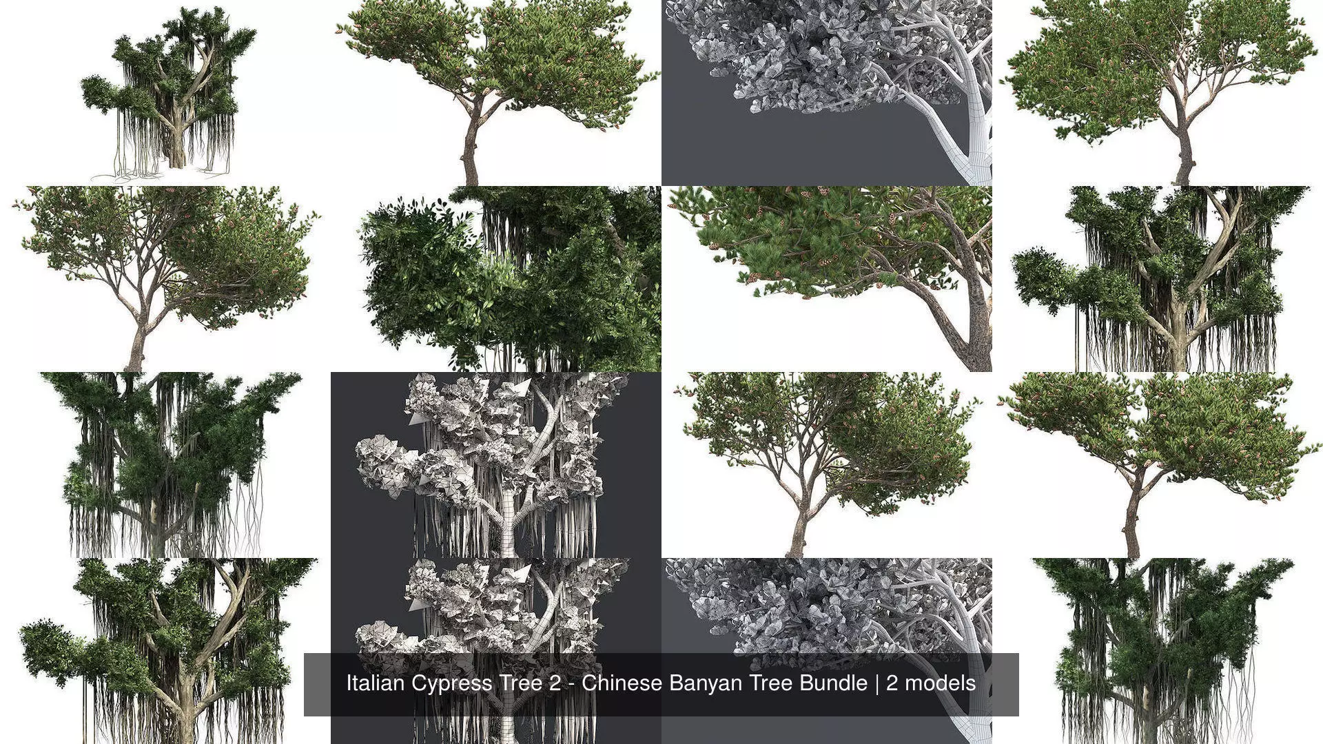 Italian Cypress Tree 2 - Chinese Banyan Tree Bundle 3D Model Collection_0