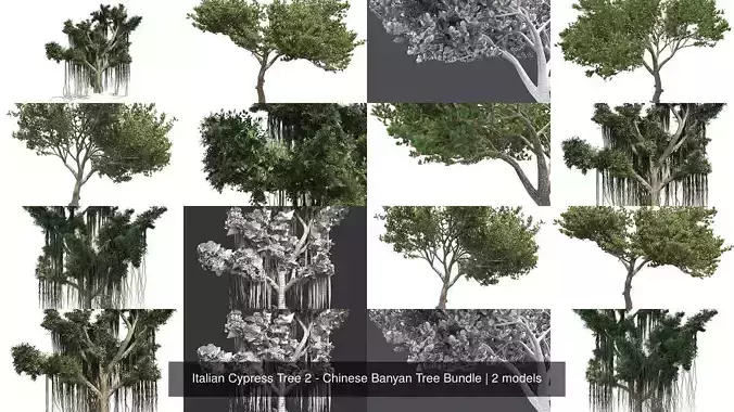 Italian Cypress Tree 2 - Chinese Banyan Tree Bundle 3D Model Collection