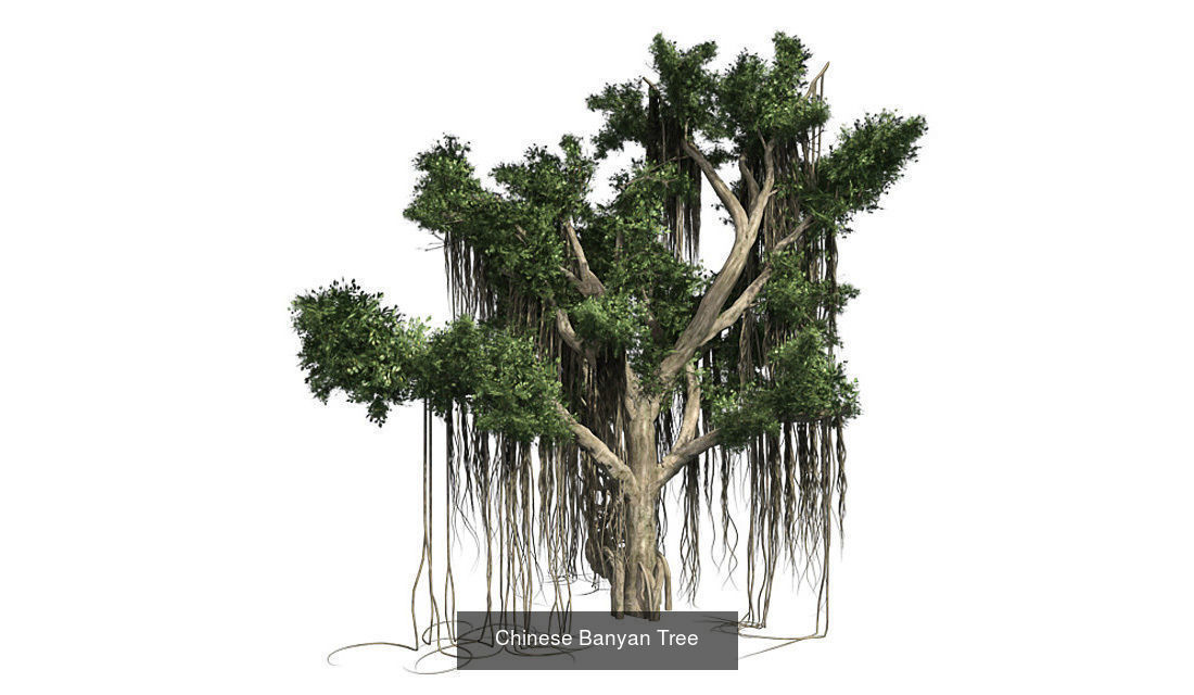 Italian Cypress Tree 2 - Chinese Banyan Tree Bundle 3D Model Collection_1