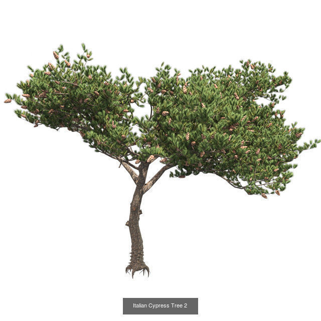 Italian Cypress Tree 2 - Chinese Banyan Tree Bundle 3D Model Collection_2
