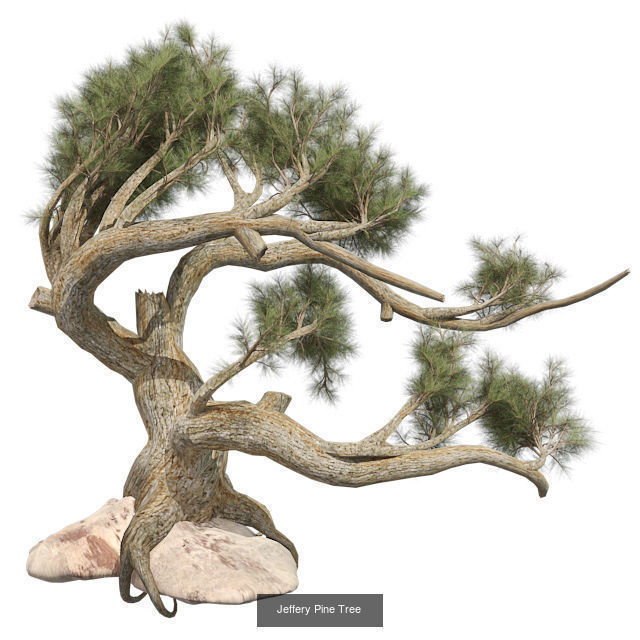 Jeffery Pine Tree - Chinese Banyan Tree Bundle 3D Model Collection_2