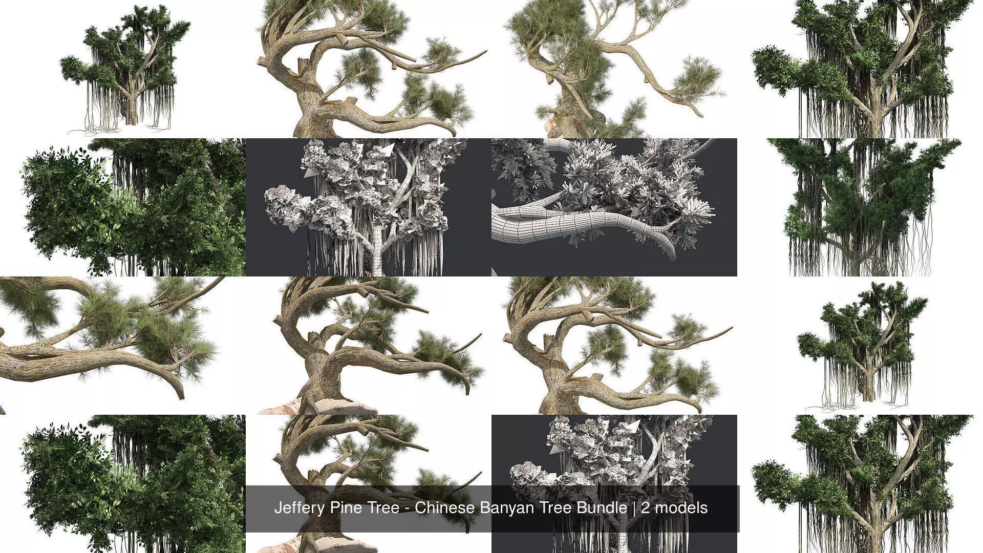 Jeffery Pine Tree - Chinese Banyan Tree Bundle 3D Model Collection_0