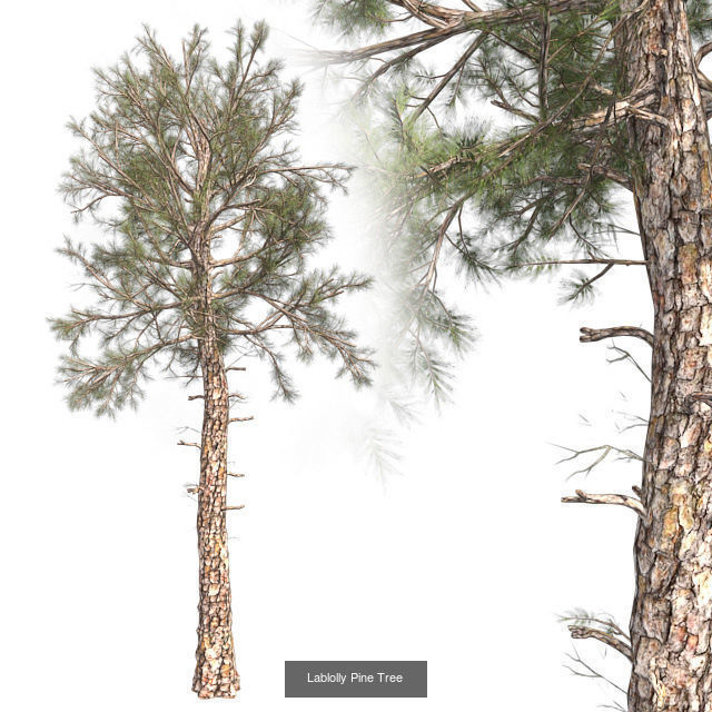 Lablolly Pine Tree - Chinese Banyan Tree Bundle 3D Model Collection_2