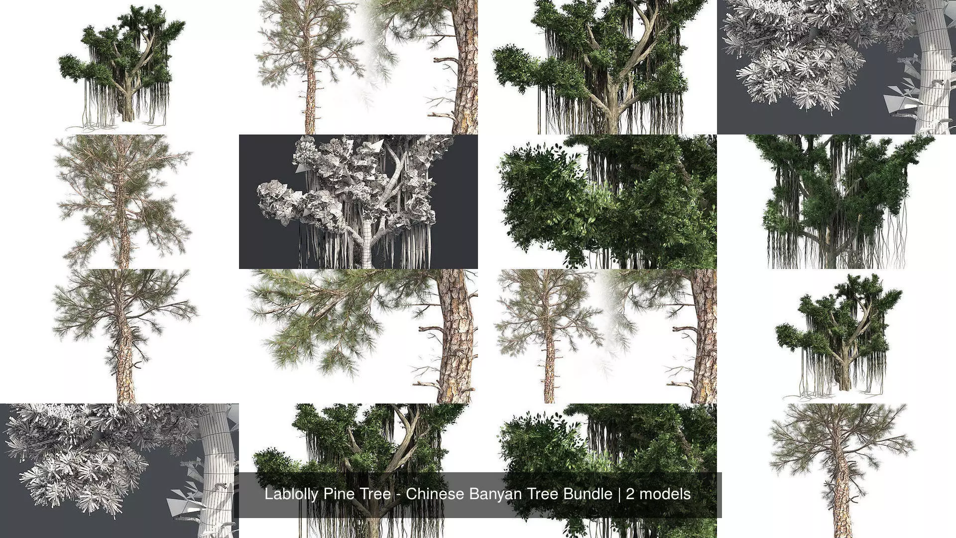 Lablolly Pine Tree - Chinese Banyan Tree Bundle 3D Model Collection_0