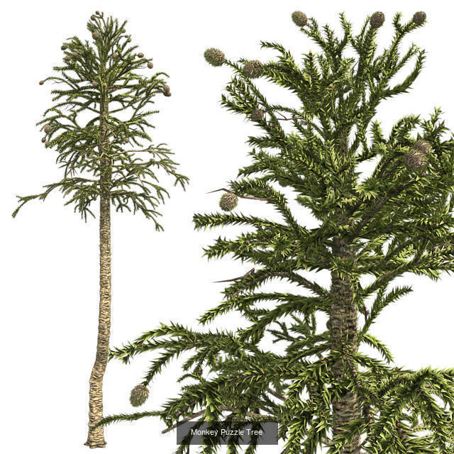 Monkey Puzzle Tree - Chinese Banyan Tree Bundle 3D Model Collection_2