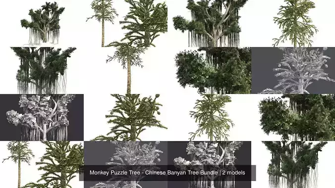 Monkey Puzzle Tree - Chinese Banyan Tree Bundle 3D Model Collection