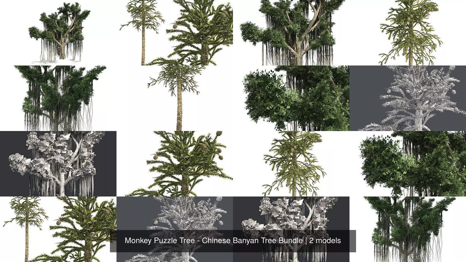 Monkey Puzzle Tree - Chinese Banyan Tree Bundle 3D Model Collection_0