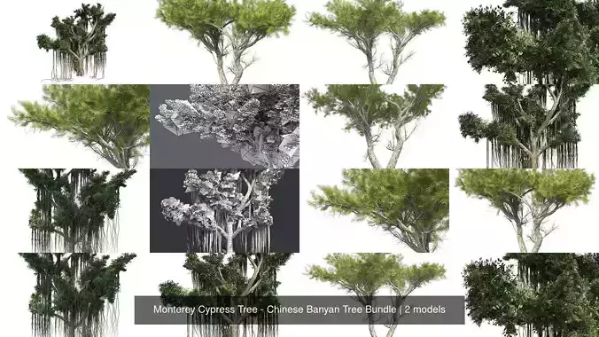 Monterey Cypress Tree - Chinese Banyan Tree Bundle 3D Model Collection