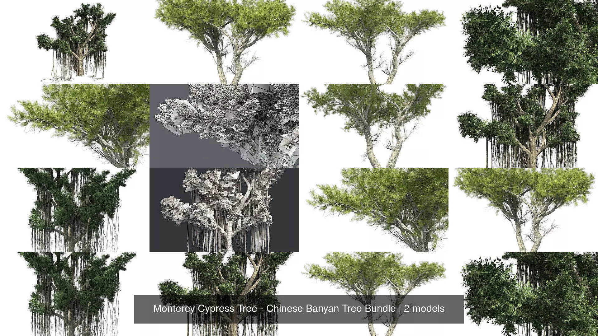 Monterey Cypress Tree - Chinese Banyan Tree Bundle 3D Model Collection_0