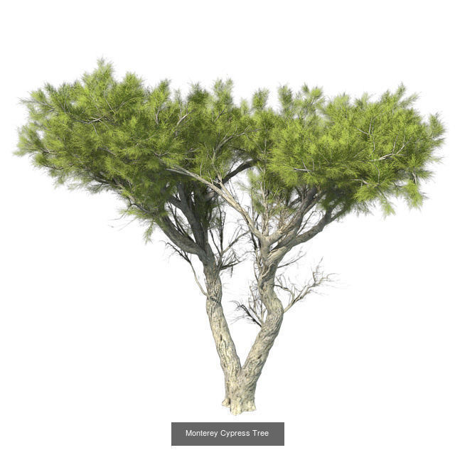 Monterey Cypress Tree - Chinese Banyan Tree Bundle 3D Model Collection_2