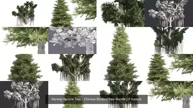 Norway Spruce Tree - Chinese Banyan Tree Bundle 3D Model Collection