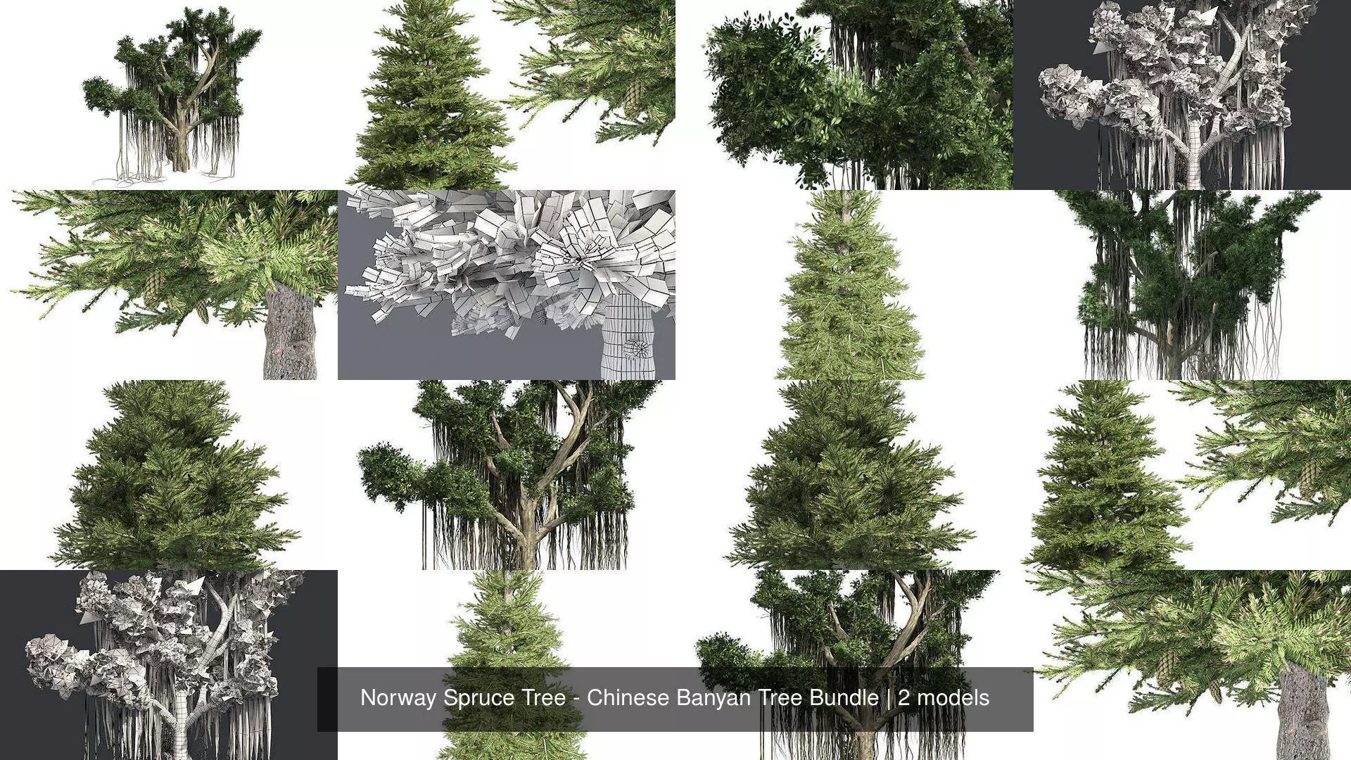 Norway Spruce Tree - Chinese Banyan Tree Bundle 3D Model Collection_0