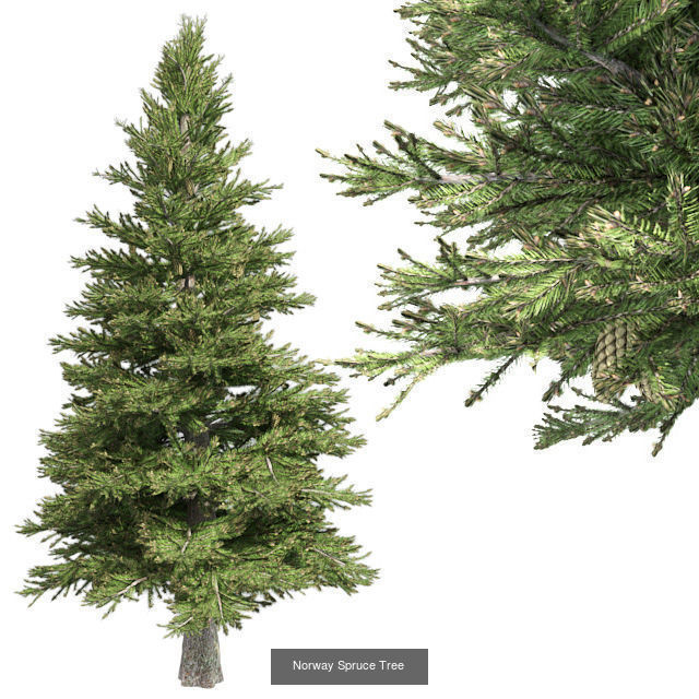 Norway Spruce Tree - Chinese Banyan Tree Bundle 3D Model Collection_2