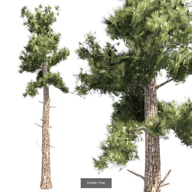 Conifer Tree - Chinese Banyan Tree Bundle 3D Model Collection_2