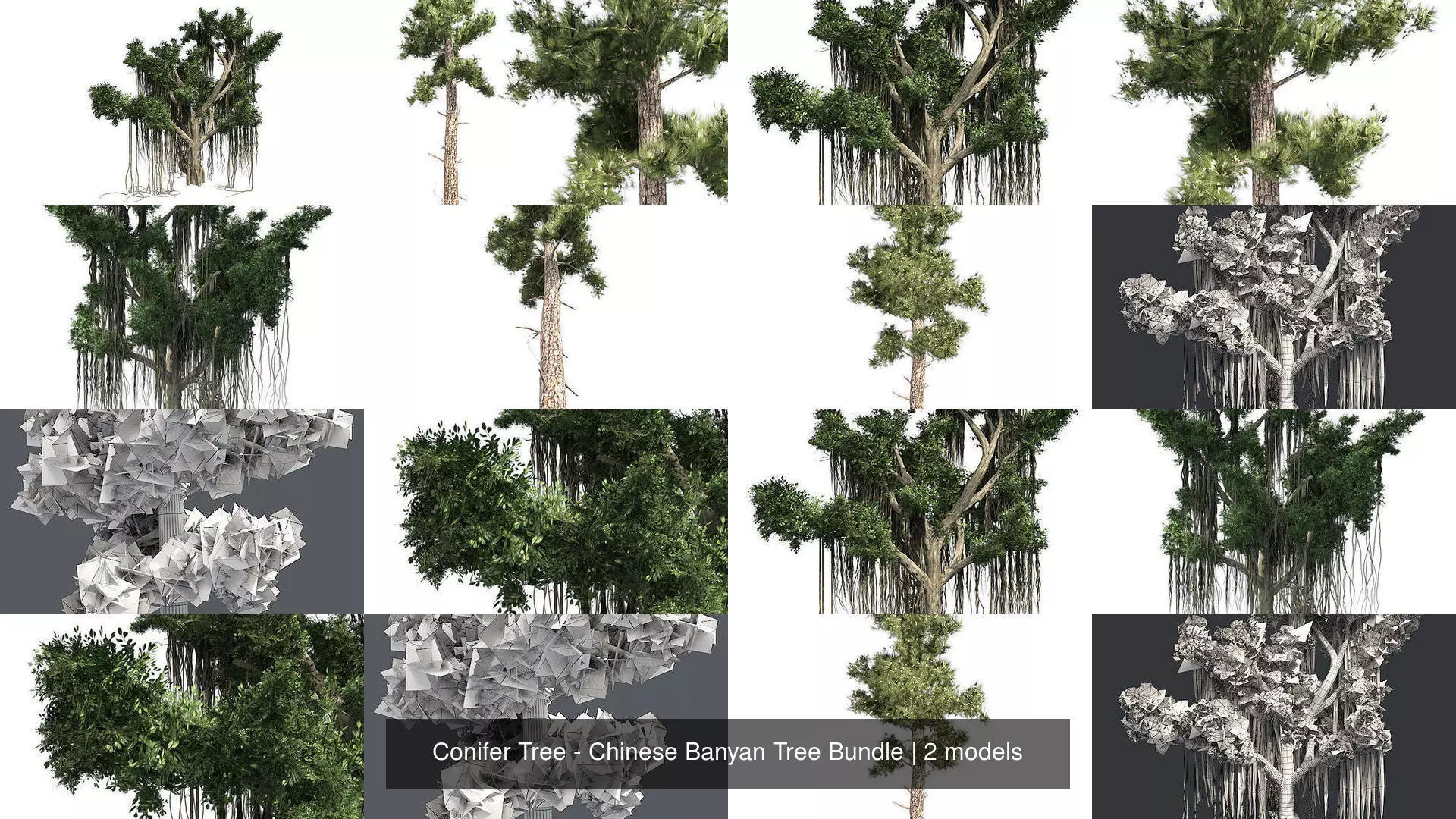 Conifer Tree - Chinese Banyan Tree Bundle 3D Model Collection_0