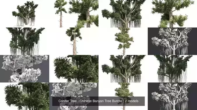Conifer Tree - Chinese Banyan Tree Bundle 3D Model Collection