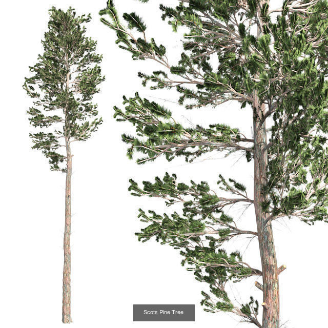 Scots Pine Tree - Chinese Banyan Tree Bundle 3D Model Collection_2