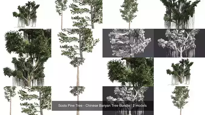Scots Pine Tree - Chinese Banyan Tree Bundle 3D Model Collection