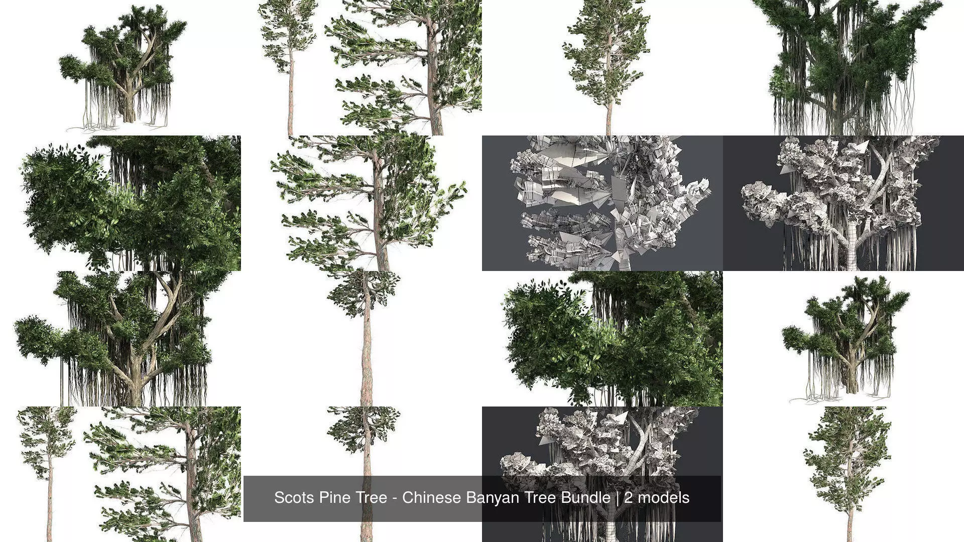 Scots Pine Tree - Chinese Banyan Tree Bundle 3D Model Collection_0