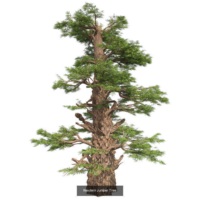 Western Juniper Tree - Chinese Banyan Tree Bundle 3D Model Collection_2