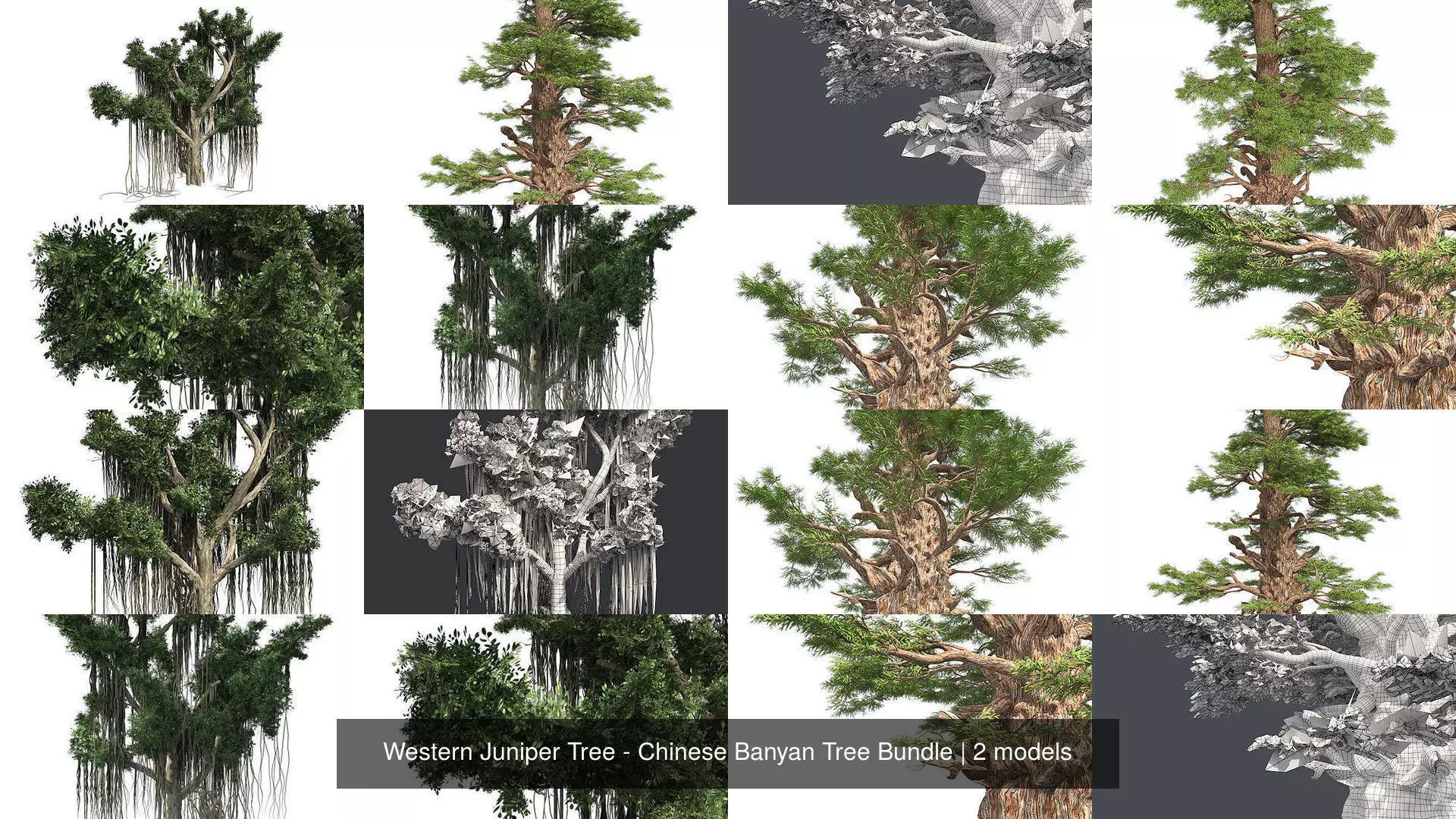 Western Juniper Tree - Chinese Banyan Tree Bundle 3D Model Collection_0