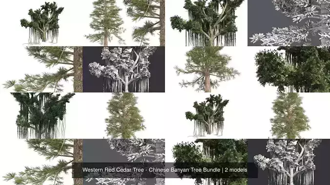 Western Red Cedar Tree - Chinese Banyan Tree Bundle 3D Model Collection