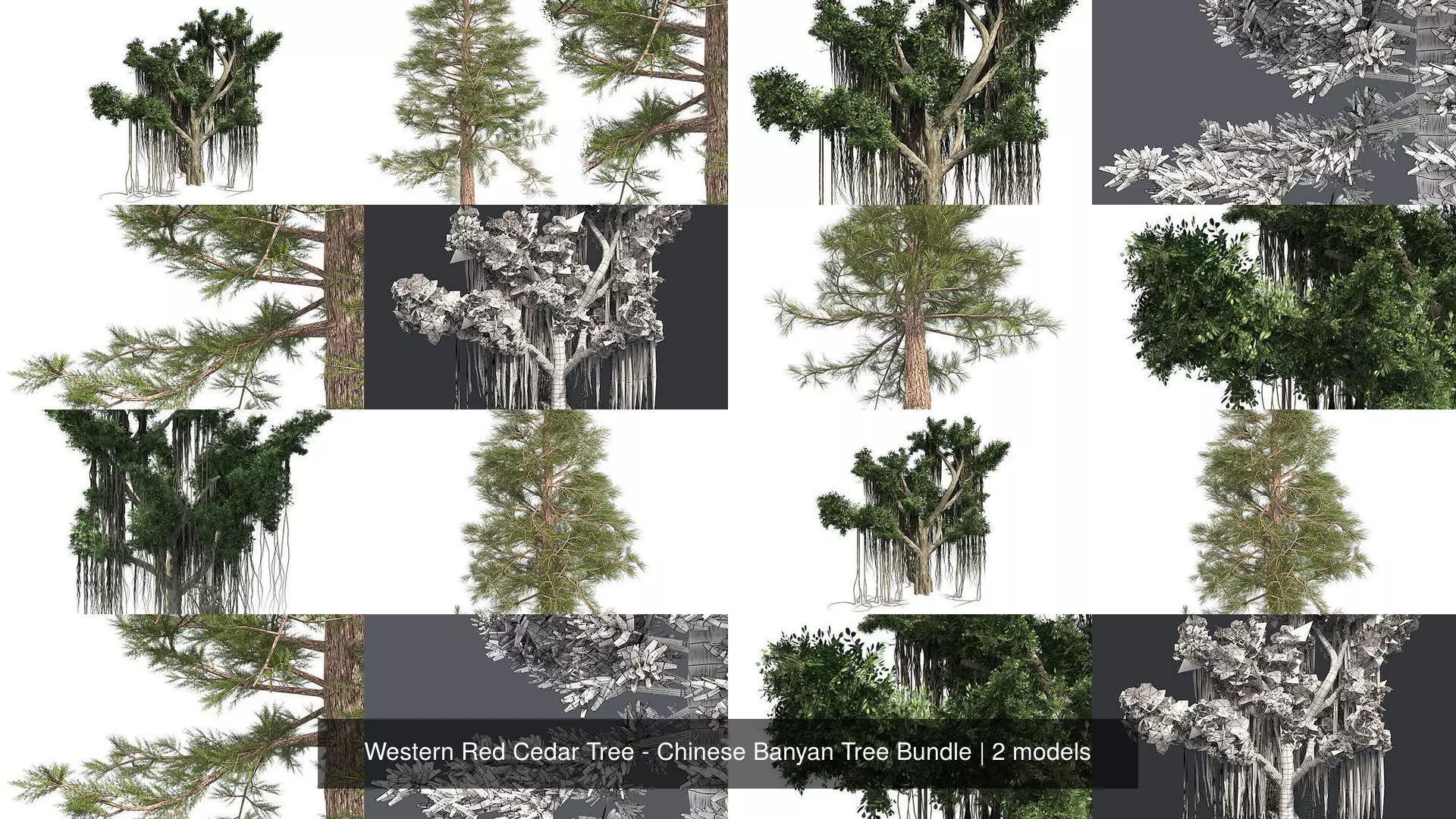 Western Red Cedar Tree - Chinese Banyan Tree Bundle 3D Model Collection_0