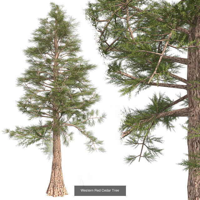 Western Red Cedar Tree - Chinese Banyan Tree Bundle 3D Model Collection_2