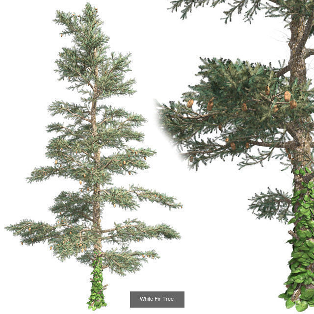 White Fir Tree - Chinese Banyan Tree Bundle 3D Model Collection_2