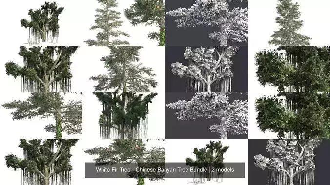White Fir Tree - Chinese Banyan Tree Bundle 3D Model Collection