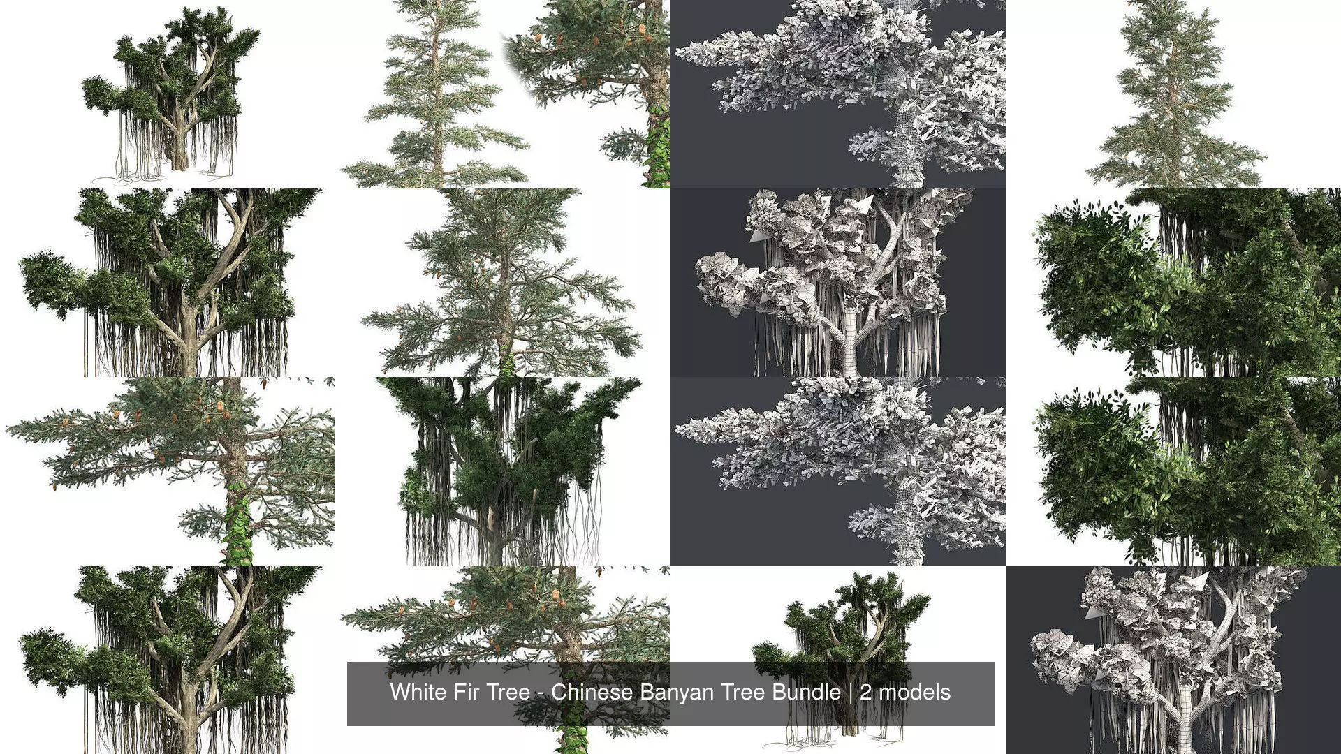 White Fir Tree - Chinese Banyan Tree Bundle 3D Model Collection_0