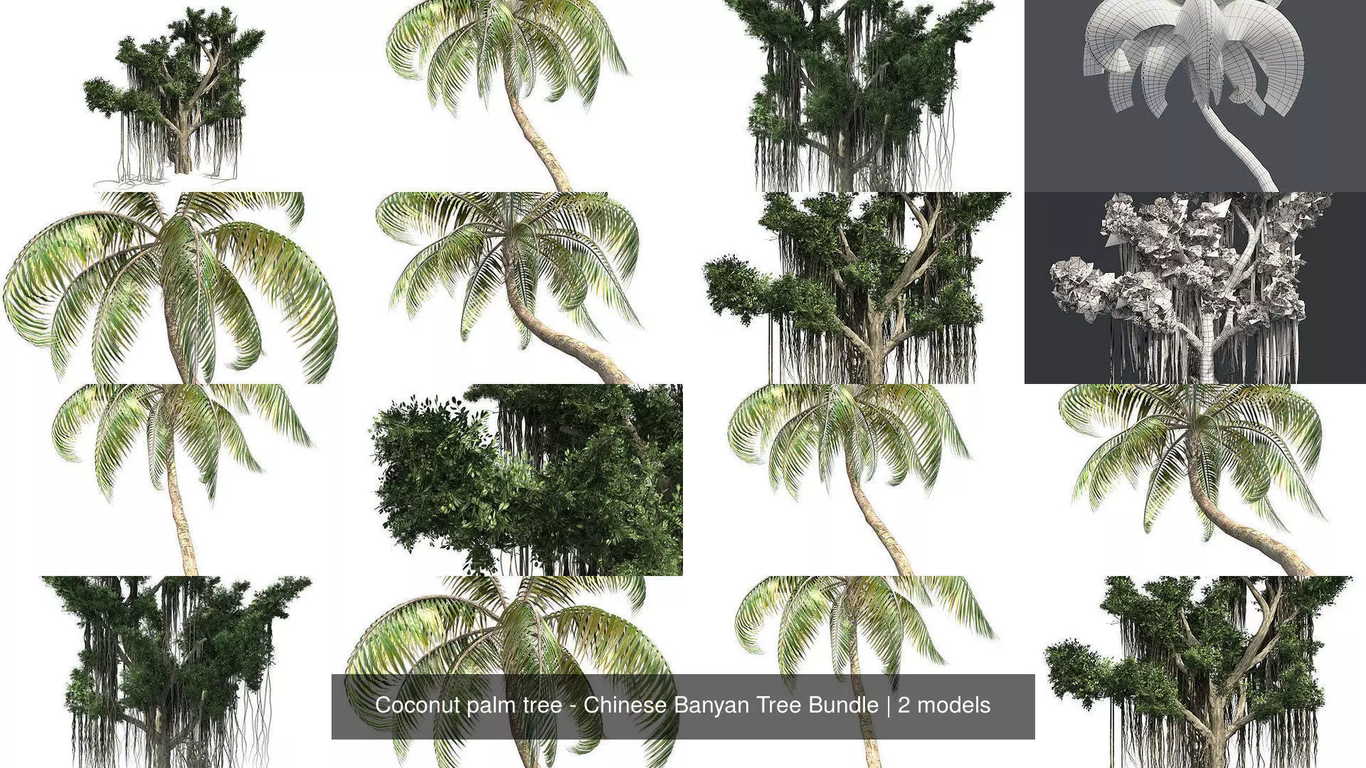 Coconut palm tree - Chinese Banyan Tree Bundle 3D Model Collection_0