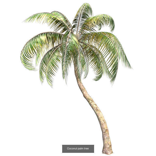 Coconut palm tree - Chinese Banyan Tree Bundle 3D Model Collection_2