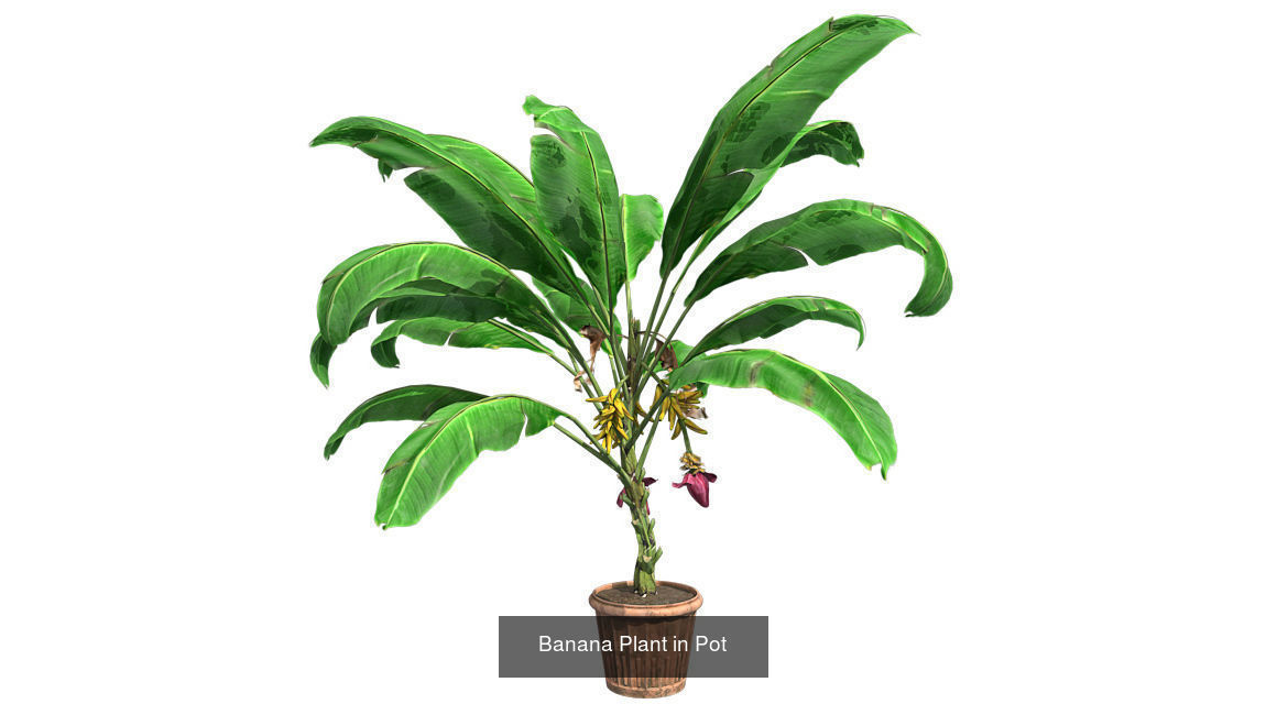 Banana Plant in Pot - Chinese Banyan Tree Bundle 3D Model Collection_2