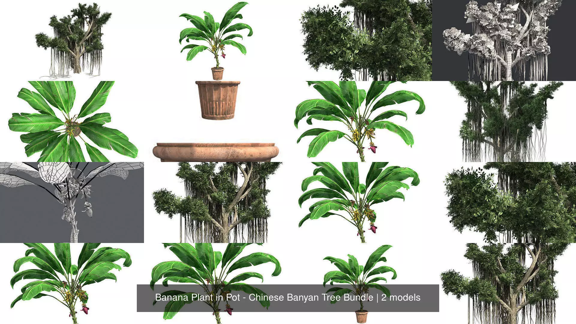 Banana Plant in Pot - Chinese Banyan Tree Bundle 3D Model Collection_0